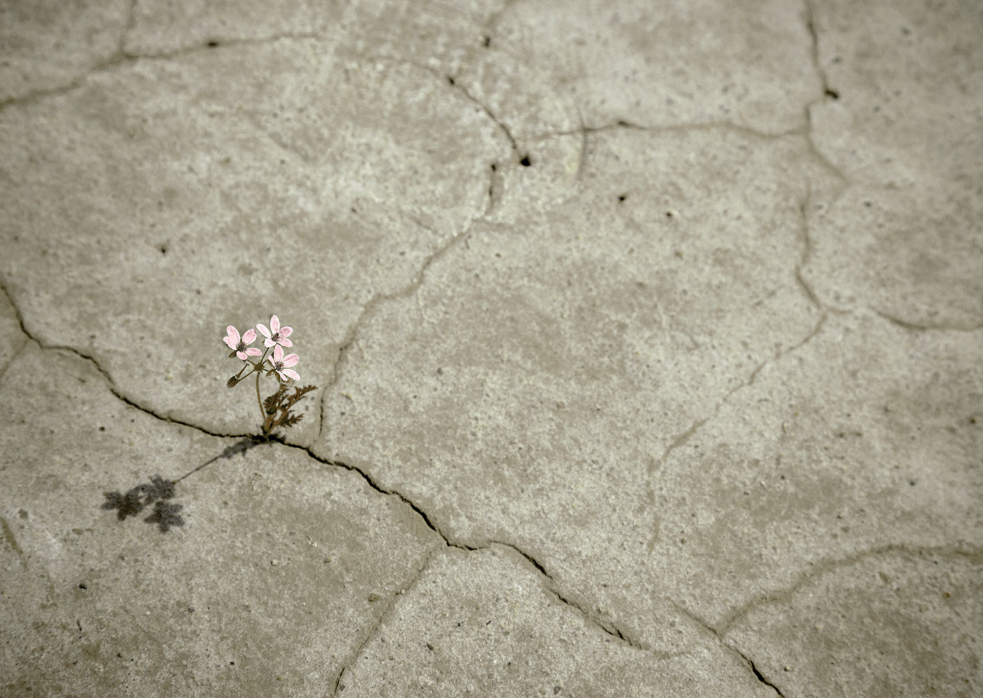 Blume wächst aus steinigem Boden