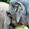 Die Tierschutzseite, Teil 16: Elefanten: vom Aussterben bedroht