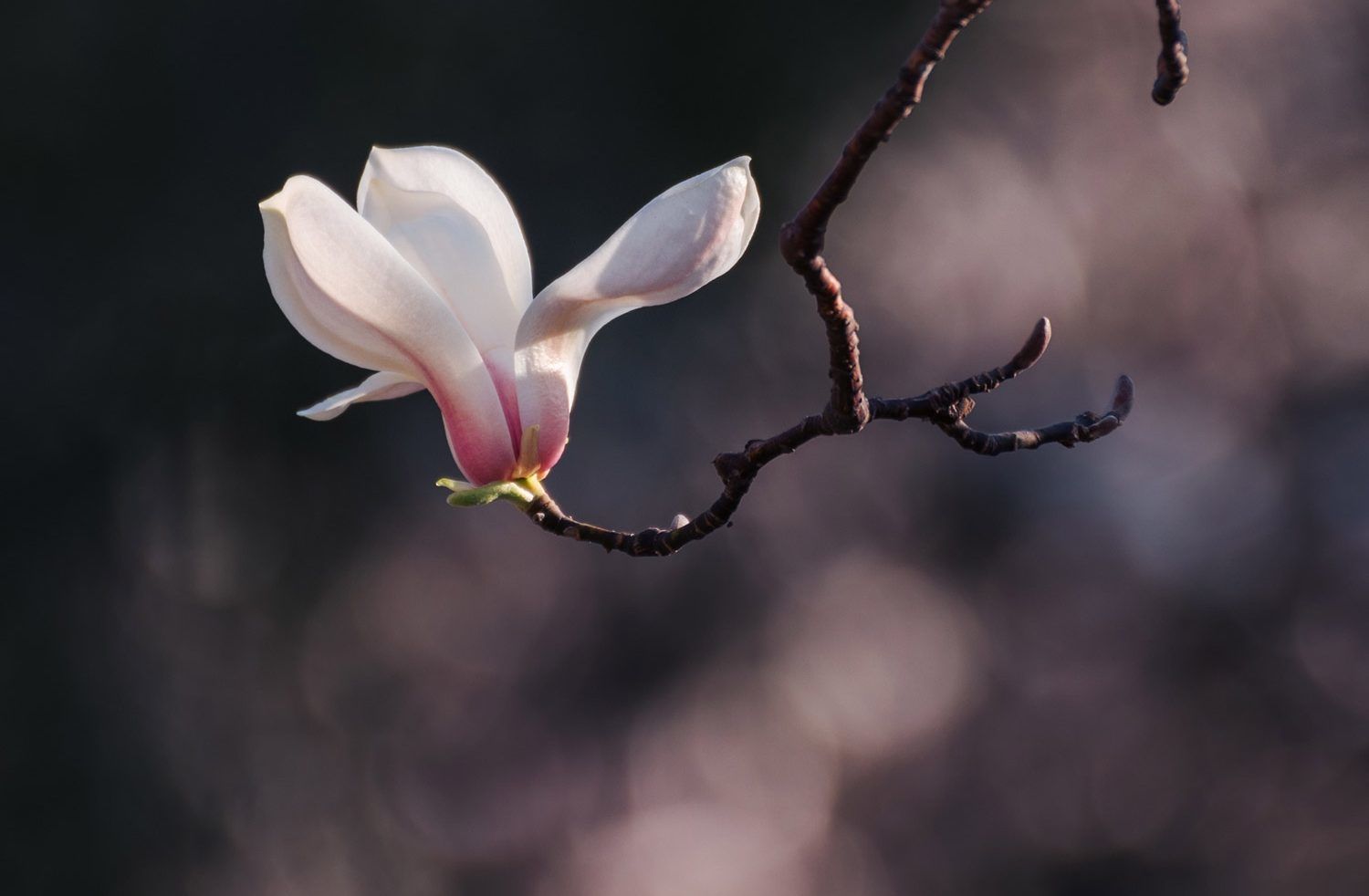 Magnolie - mehr Achtsamkeit im Frühling