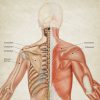Schulter-Nacken-Anatomie