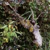 Begegnung mit dem Unsichtbaren: Elementarwesen